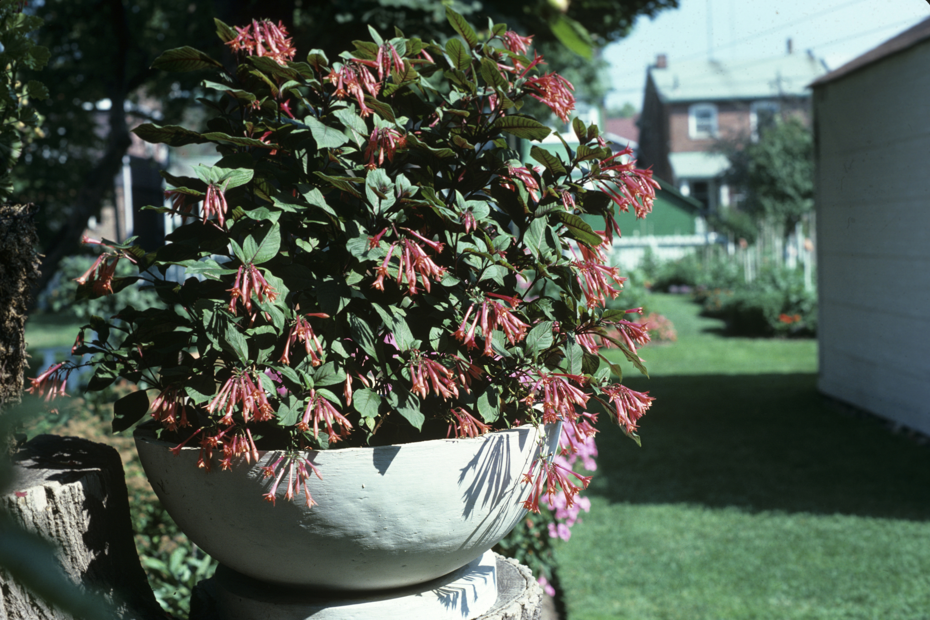 Fuchsia triphylla